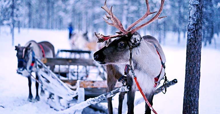 Alles Over De Kerstman En Zijn Rendieren | Voigt Travel